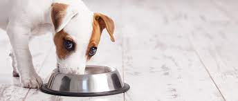 Votre chien a perdu l'appétit? | Purina
