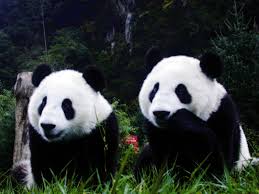 cute panda wallpaper hd