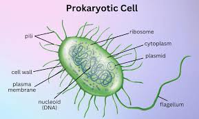 prokaryotic cell diagram definition