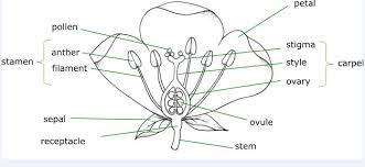 label the parts of l s of the flower