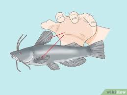 3 ways to hold a catfish wikihow