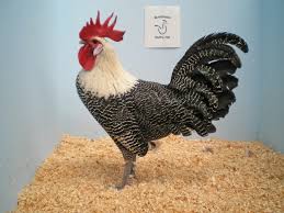 Fancy Chicken Breeds Poultry Hub