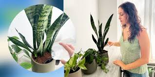 Indoor Plants