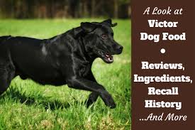 Victor Dog Food Reviews Ingredients Recall History And Our