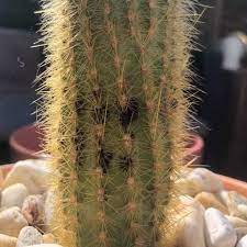 Haut de cactus qui devient noir. Maladie Des Cactus Causes Traitements Et Preventions Cactus Malade