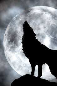 black wolf wallpapers for android