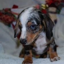 Our puppies come to you. Dachshund Pets And Animals For Sale Gadsden Al