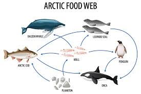 what is a food web definition types