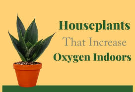 Houseplants To Increase Oxygen Indoors