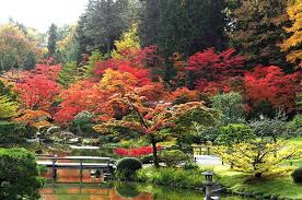 Seattle Japanese Garden Maples Japan