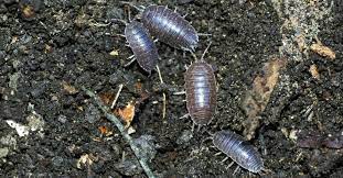 how to get rid of pill bugs diy roly