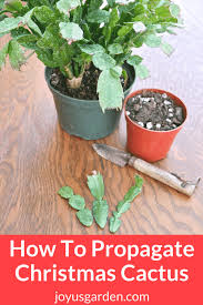 What is grafting and how will it benefit your cactus? How To Propagate Christmas Cactus By Stem Cuttings