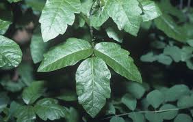 poison ivy symptoms rash treatment