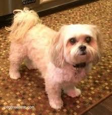 shih poo dog breed information and pictures