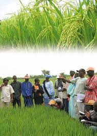 Améliorer la production du riz irrigué