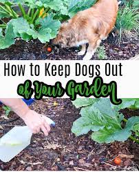 how to keep your dog out of your garden
