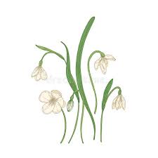 Maybe you would like to learn more about one of these? Tender Snowdrop Flowers Isolated On White Background Detailed Drawing Of Spring Woodland Wild Perennial Flowering Plant Stock Vector Illustration Of Plant Blossom 131989200