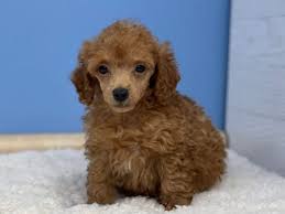 poodle mini dog male red 3886947