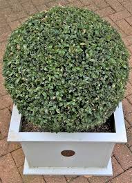 Winter Protection For Potted Trees And