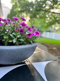 arrange potted plants on a patio