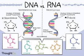 The Differences Between Dna And Rna