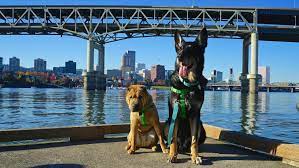 pet friendly newport your complete dog
