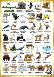 Endangered Species Worksheet
