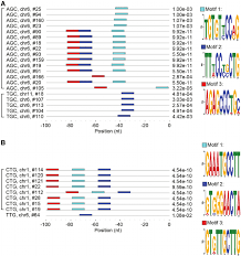 Animal Trna Genes With The Same Anticodon Bear Conserved