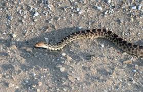 Pine snake bull snake gopher snake. Bullsnake Or Gophersnake What S The Difference If You Re In Arizona You May Be Surprised Rattlesnake Solutions