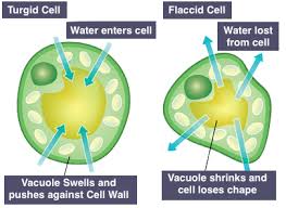 (plant cell) the cell membrane shrinks away from the cell wall when the central vacuole looses too much water; Biol The Turgid Talk Biology Support System Plants Turgidity Flaccidity