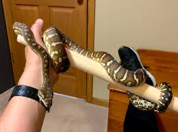 carpet python vs boa page 3