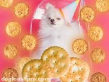 can-dogs-have-ritz