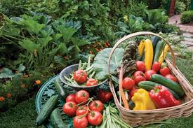 Grow An Organic Vegetable Garden