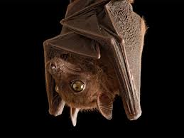 6 bat myths busted are they really blind