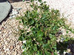 Check spelling or type a new query. Dry Curling Leaves On Lilac Bush 405909 Ask Extension