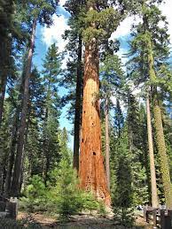 Sequoia mammutbäume bäume wachsen nur auf dem westhang der bergkette, die kalifornien und nevada durchbohrt, die gehören zu den ältesten, dicksten. Mammutbaume Im Yosemite Nationalpark