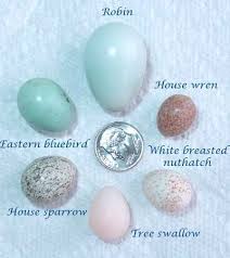 Bird Eggs Egg Size Comparison Including Robin Egg Photo