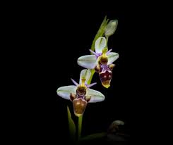 Ophrys scolopax- Woodcock Bee-orchid | Ophrys scolopax, know ...