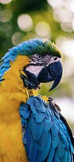 macaw parrot blue feather 1242x2688