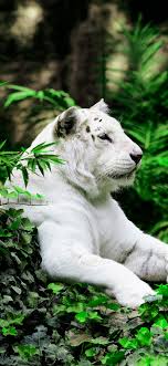 white tiger in the jungle 4k phone