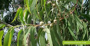 The proven health benefits of eucalyptus globulus leaves will leave you with a smile. About Eucalyptus Globulus And 1 8 Cineole The School Of Aromatic Studies
