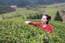 tea enters harvest season in china