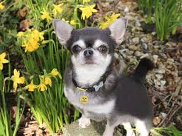Plants Are Toxic And Poisonous To Dogs