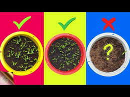 do seeds need light to germinate a