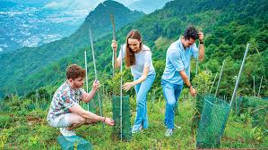 plant a seedling for good at kadoorie farm