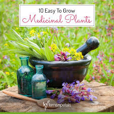 Easy To Grow 10 Medicinal Plants At