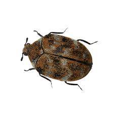 varied carpet beetle insects limited