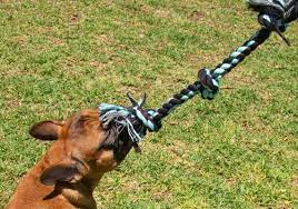 4 best rope toys for all dogs 50