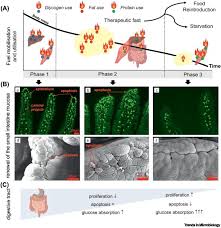 remodelling of the intestinal ecosystem