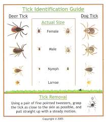 How To Identify Tick Species Tick Removal Ticks Ticks On